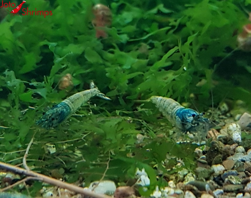 Taiwan Blue Bolt